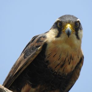 Falco femoralis - Halcón Plomizo 1